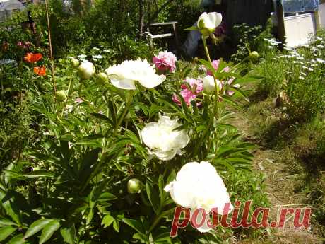 У каждой реки свой плеск, У каждой души свой дождь, Ты веришь не в то, что есть, А в то, чего вечно ждёшь.