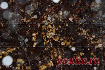 Frozen yellow leaves and night winter snow bokeh. Abstract natural pattern background. Стоковое фото, фотограф Ilaronsia / Фотобанк Лори