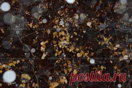 Frozen yellow leaves and night winter snow bokeh. Abstract natural pattern background. Стоковое фото, фотограф Ilaronsia / Фотобанк Лори