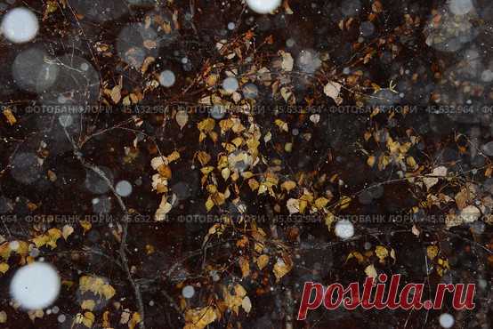 Frozen yellow leaves and night winter snow bokeh. Abstract natural pattern background. Стоковое фото, фотограф Ilaronsia / Фотобанк Лори