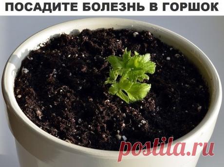 Исцелить человека можно очень простым способом, который доступен практически каждому. Основывается он на проверенной веками практике, что болезнь может быть перенесена с пациента на любой другой организм, в частности — на растение.

Процедура проста: надо взять у заболевшего человека небольшое количество его мокроты (гноя, мочи, слюны, пота), перемешать с землей и поместить в небольшой цветочный горшок. Затем в него следует посадить два–три семечка, луковичку или клубень р...