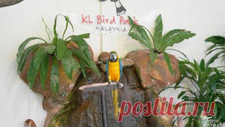 KL Birds Park и KL Butterfly Park — почти всё, что летает |
