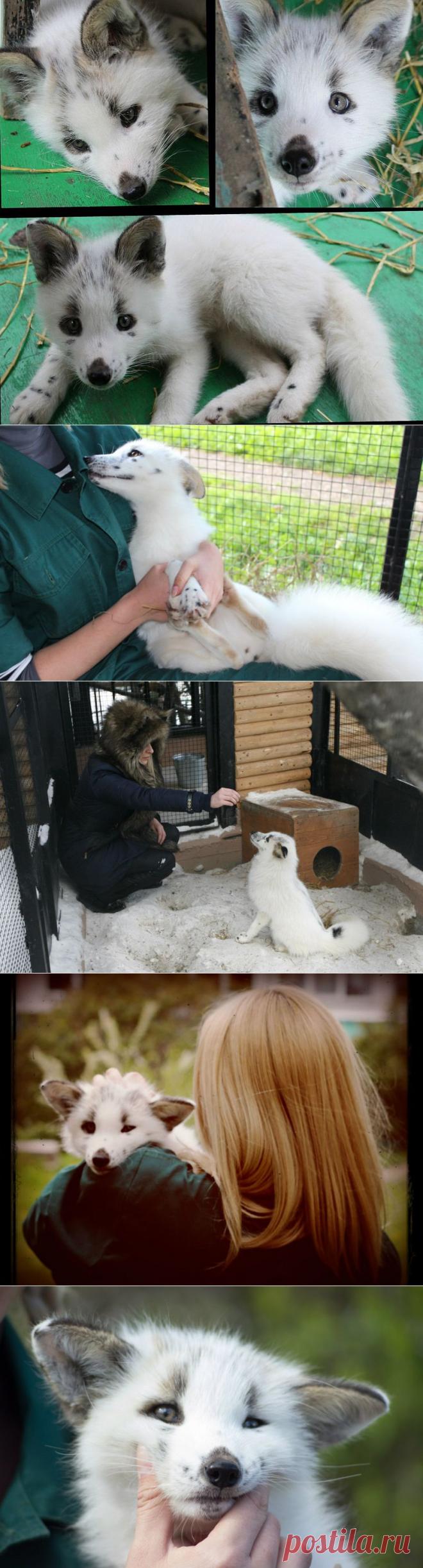 Ручная лисичка по кличке Весна • НОВОСТИ В ФОТОГРАФИЯХ