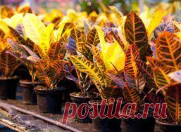 Размножение Кодиеума пёстрого
