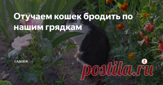 Отучаем кошек бродить по нашим грядкам Топтать и вырывать наши посадки