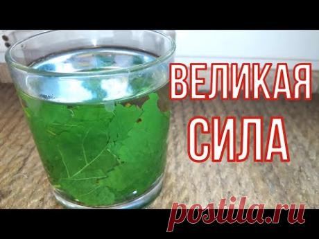 Знакомые удивляются её великой СИЛЕ, для почек, при отдышке, для сосудов.