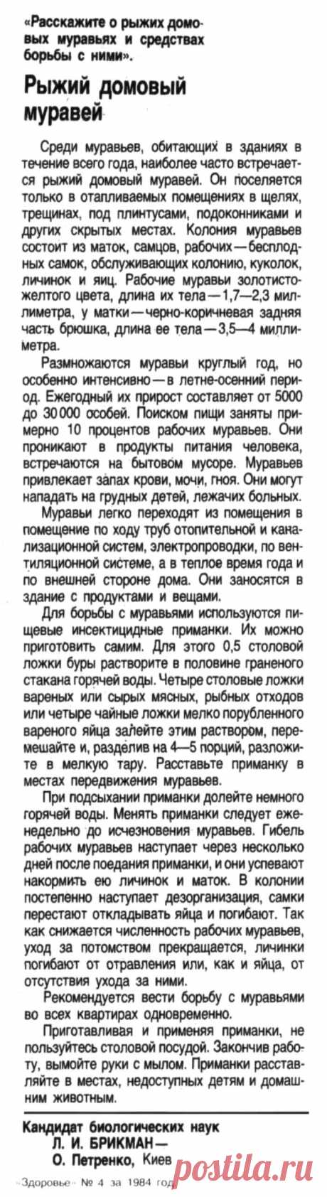 Рыжий домовой муравей