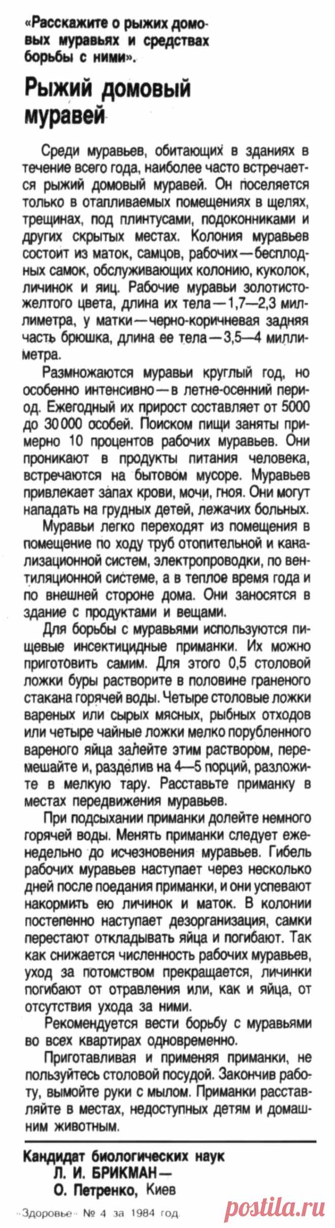 Рыжий домовой муравей