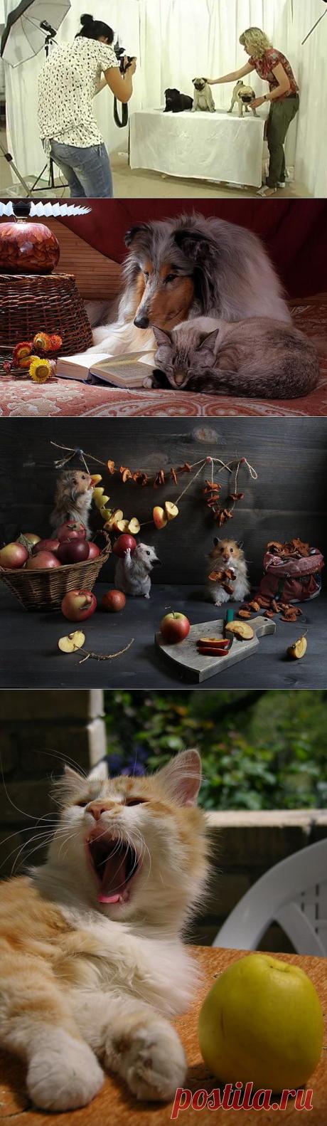 Съемка домашних животных | Фотография для начинающих