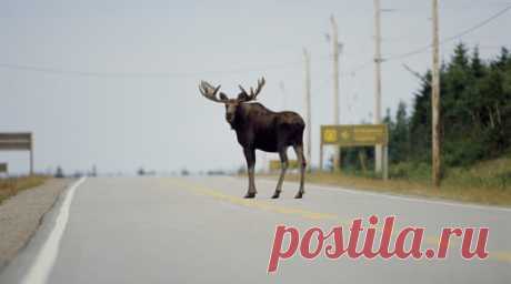 Водителям Татарстана напомнили об опасности столкновения с лосем. Начальник Управления охраны животного и растительного мира Госкомитета Татарстана по биоресурсам Ринат Чиспияков рассказала, что лось — самое опасное животное, с которым может столкнуться автомобилист на трассе. Читать далее