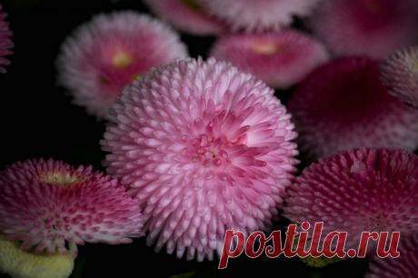 Цветы и нежность