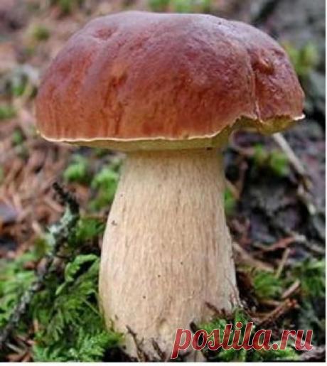 Полезные  свойства грибов