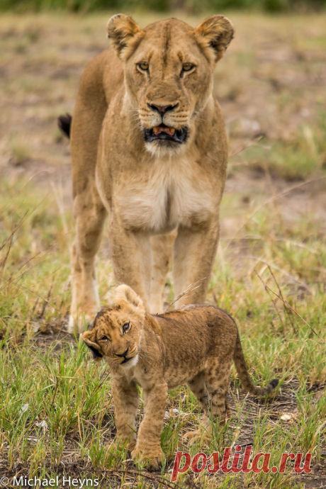 Lion Cubs A rare sighting in the Kruger National park South Africa, 14 cubs and 7 females in one place!!