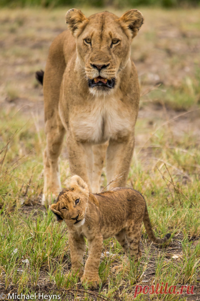 Lion Cubs A rare sighting in the Kruger National park South Africa, 14 cubs and 7 females in one place!!