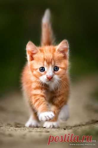 Cute Kittens Archives - Go Cute Kitty!
