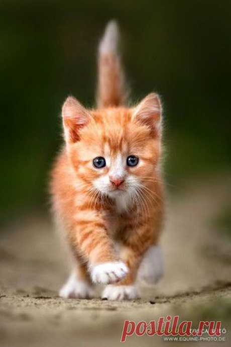 Cute Kittens Archives - Go Cute Kitty!