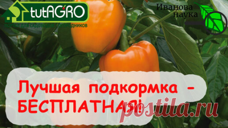 НАРАЩИВАЕМ ТОЛСТУЮ и СОЧНУЮ СТЕНКУ У ПЕРЦА! ТРИ варианта подкормки на любые возможности! ЛУЧШАЯ ПОДКОРМКА - БЕСПЛАТНАЯ! | Иван Русских | Дзен