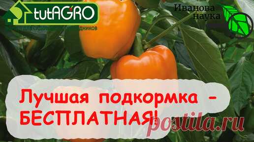 НАРАЩИВАЕМ ТОЛСТУЮ и СОЧНУЮ СТЕНКУ У ПЕРЦА! ТРИ варианта подкормки на любые возможности! ЛУЧШАЯ ПОДКОРМКА - БЕСПЛАТНАЯ! | Иван Русских | Дзен