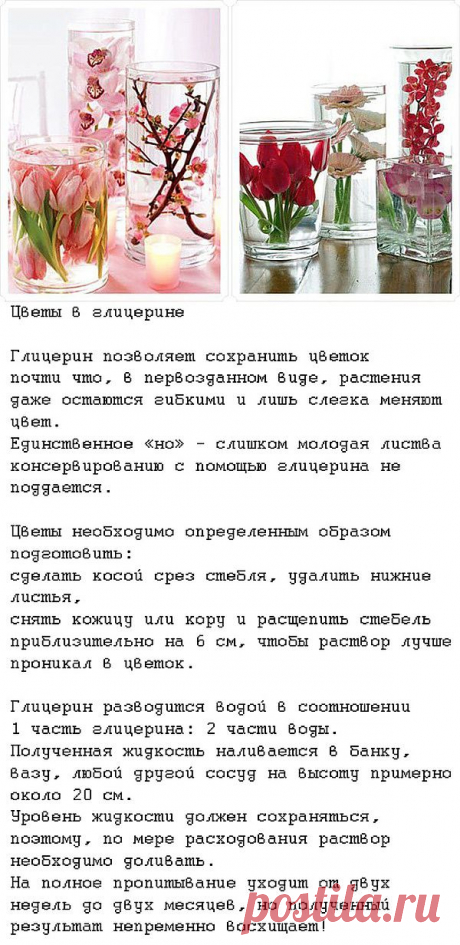 ЦВЕТЫ В ГЛИЦЕРИНЕ - ОСТАНОВИСЬ ЦВЕТУЩИЙ МИГ!.