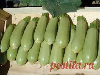 Как сохранить кабачки свежими на зиму Сколько могут кабачки храниться свежими. В каких условиях их хранят и как.