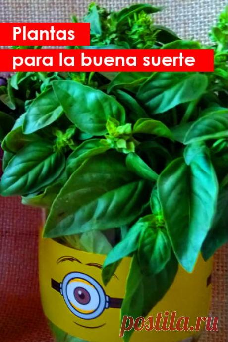 Plantas para la buena suerte