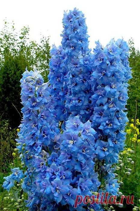 ЦВЕТОК ДЕВ - ДЕЛЬФИНИУМ.