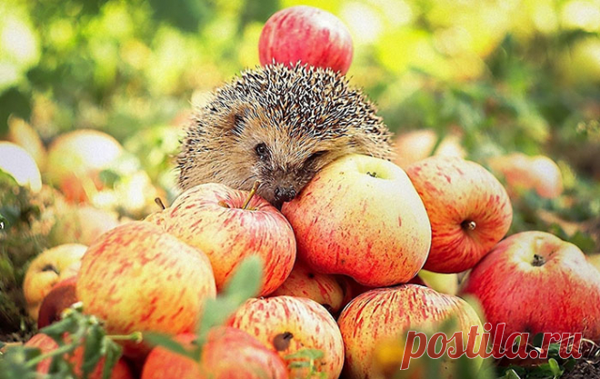 Праздники и памятные даты августа - календарь праздников