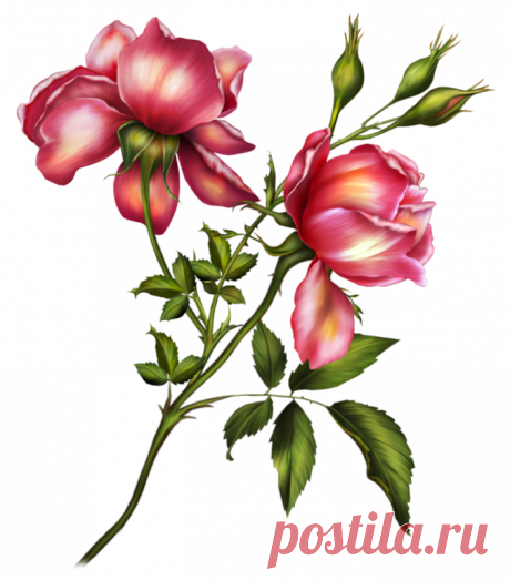 Цветы - Клипарты PNG - Клипарты у Анны.