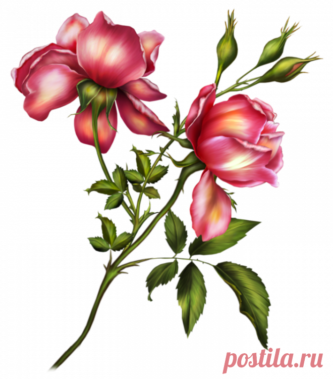 Цветы - Клипарты PNG - Клипарты у Анны.