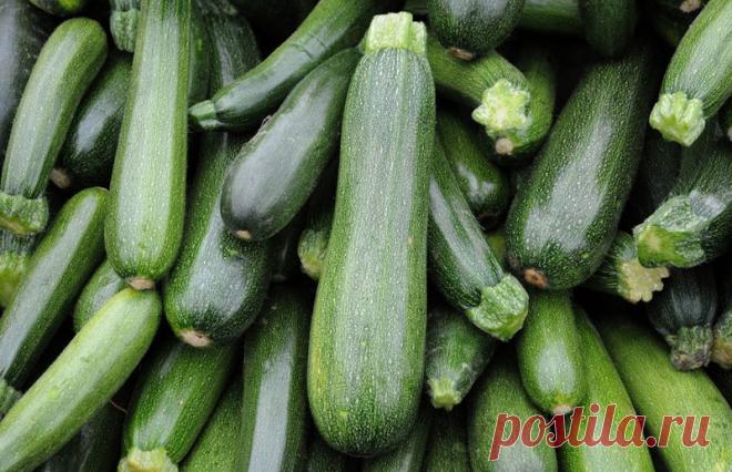 Какие кабачки могут храниться зимой без холодильника .