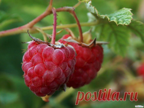 Ветки малины – польза и вред. Полезные свойства, отвар и чай из веток малины 


Издавна в народе применяли ветки малины как средство от многих болезней. Их использовали и свежесрезанными и высушенными (например, зимой), делая из них отвары, настои, примочки и так далее.