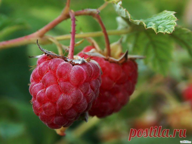 Ветки малины – польза и вред. Полезные свойства, отвар и чай из веток малины 


Издавна в народе применяли ветки малины как средство от многих болезней. Их использовали и свежесрезанными и высушенными (например, зимой), делая из них отвары, настои, примочки и так далее.