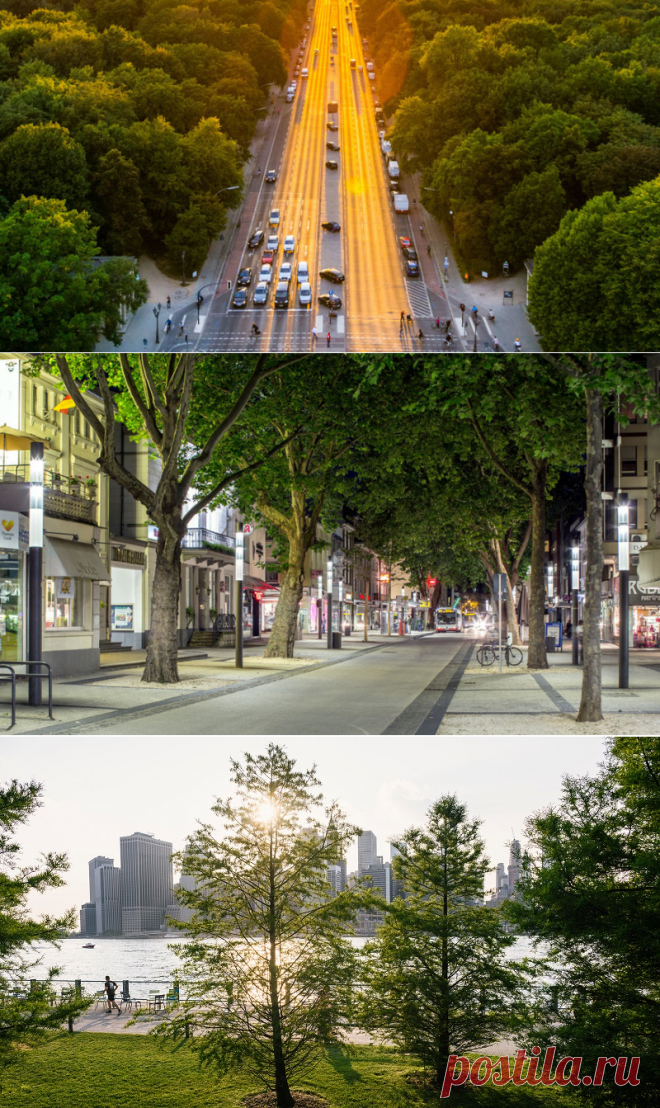 Деревья в городах могут улавливать столько же углерода, как тропический лес - Экологический дайджест FacePla.net