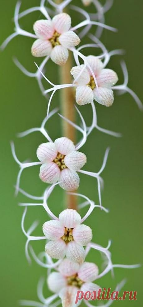 Mitella stauropetala, white flowers, gardening, landscaping | Flowers