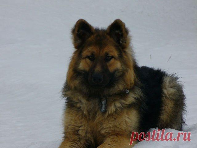 Одноклассники