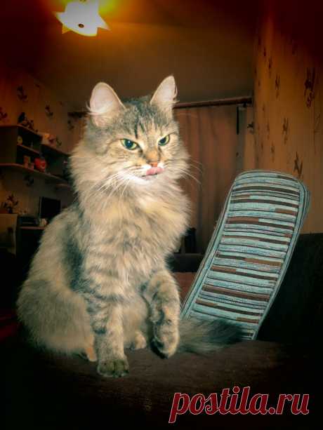 Клуб любителей кошек