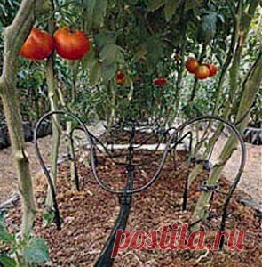 Капельный полив в теплице | Дача - впрок