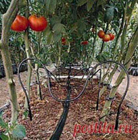 Капельный полив в теплице | Дача - впрок