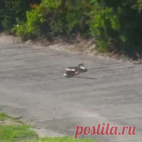 Мангуст и кобра подрались во время игры в гольф. Видео