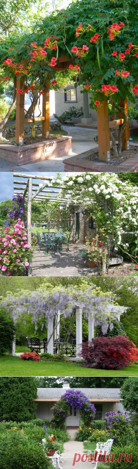 Plantes grimpantes pour pergola – 20 idées romantiques