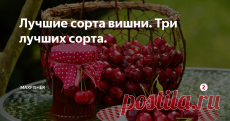 Лучшие сорта вишни. Три лучших сорта. Вишня есть практически в каждом саду и наряду с яблонями, грушами, и сливами является самой востребованной садовой культурой. Но очень часто садоводы сталкиваются с такой проблемой, вишня не плодоносит вовсе или обильно цветет, но урожая не дает. В чем дело? А дело в том что вишня частично самоплодная и для обильного урожая ей нужен опылитель. И я сегодня хочу представить такой сорт, который практ