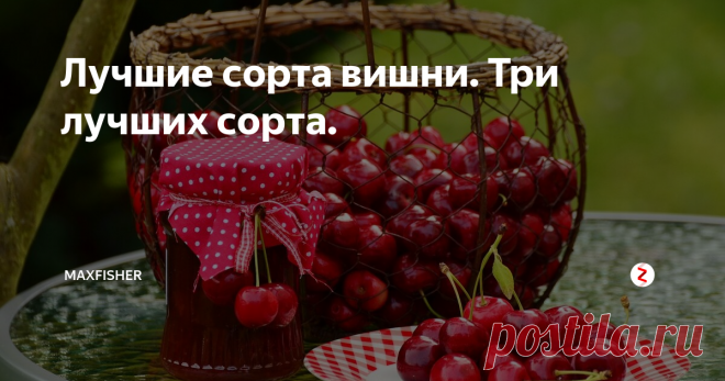 Лучшие сорта вишни. Три лучших сорта. Вишня есть практически в каждом саду и наряду с яблонями, грушами, и сливами является самой востребованной садовой культурой. Но очень часто садоводы сталкиваются с такой проблемой, вишня не плодоносит вовсе или обильно цветет, но урожая не дает. В чем дело? А дело в том что вишня частично самоплодная и для обильного урожая ей нужен опылитель. И я сегодня хочу представить такой сорт, который практ