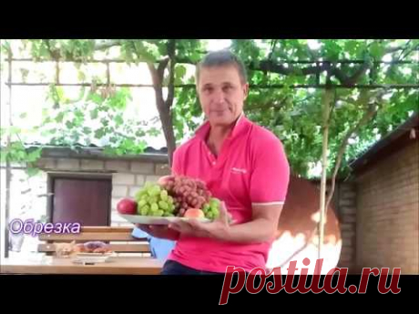 Обрезка винограда у Кустинского Николая