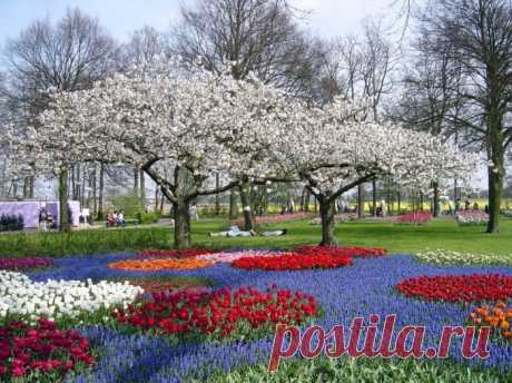 Царство тюльпанов. Море цветов в голландском парке Keukenhof