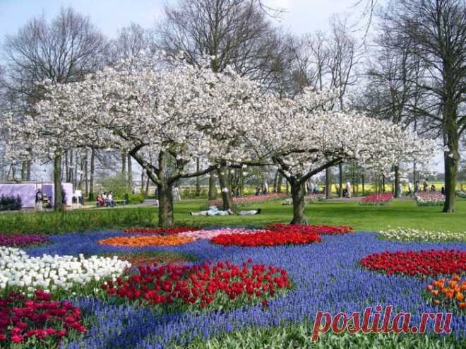 Царство тюльпанов. Море цветов в голландском парке Keukenhof