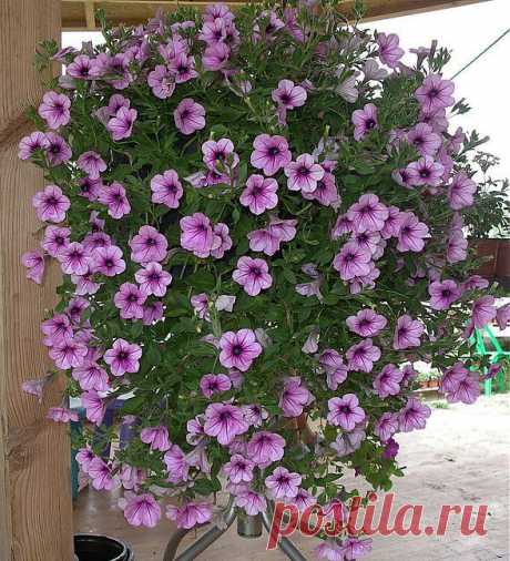 Сурфиния - описание, размножение, уход, посадка, фото, применение в саду, сорта и виды