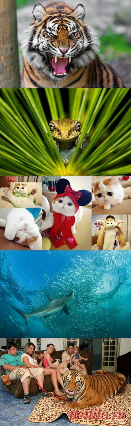» животный мир Это интересно!