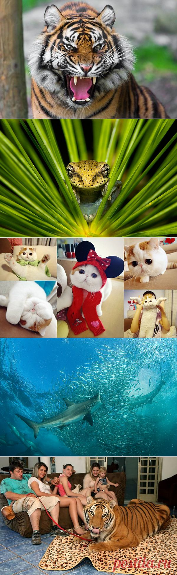 » животный мир Это интересно!