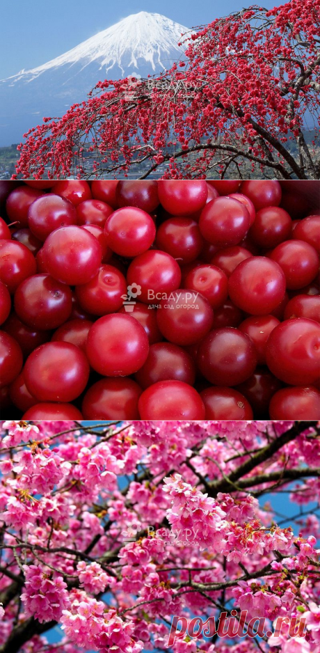 Китайская слива: описание и фото сортов, особенности и отличия