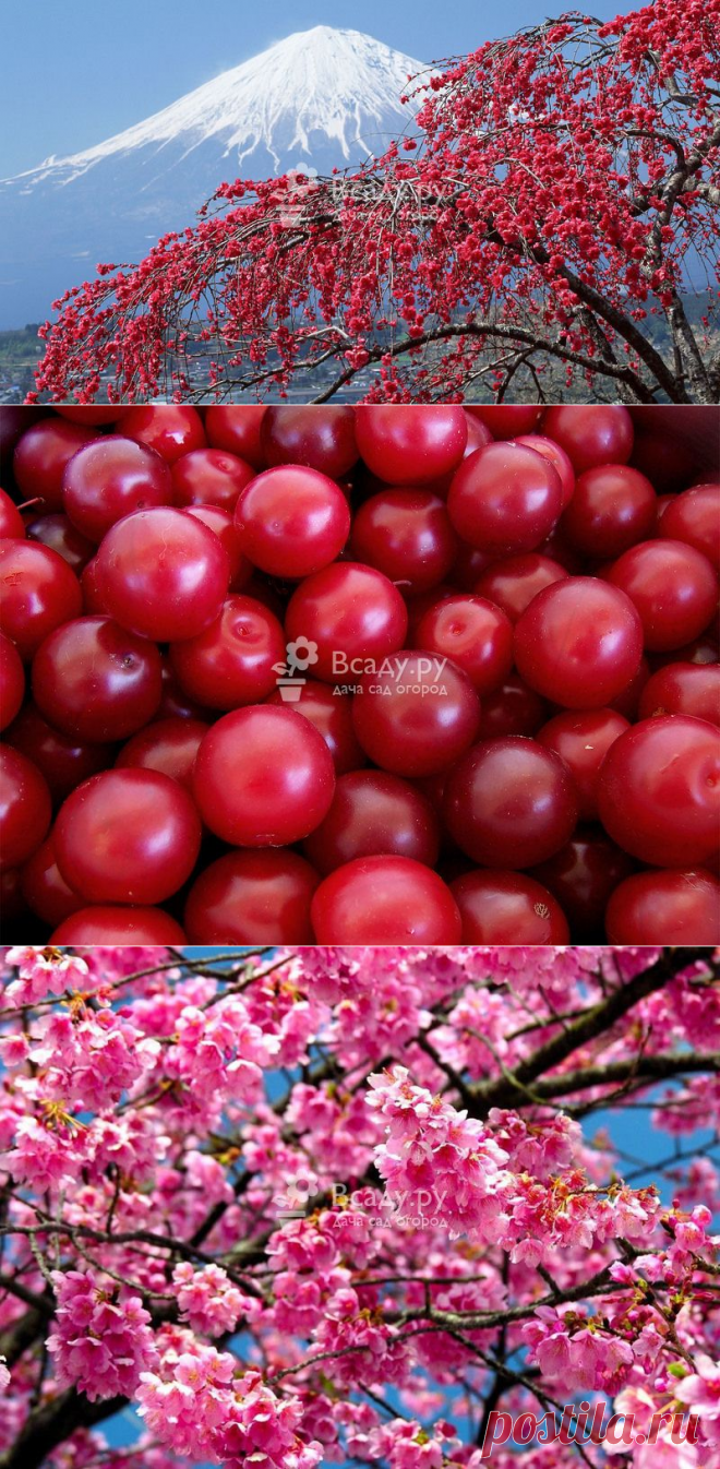 Китайская слива: описание и фото сортов, особенности и отличия